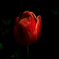la.tulipe.2016.01 as