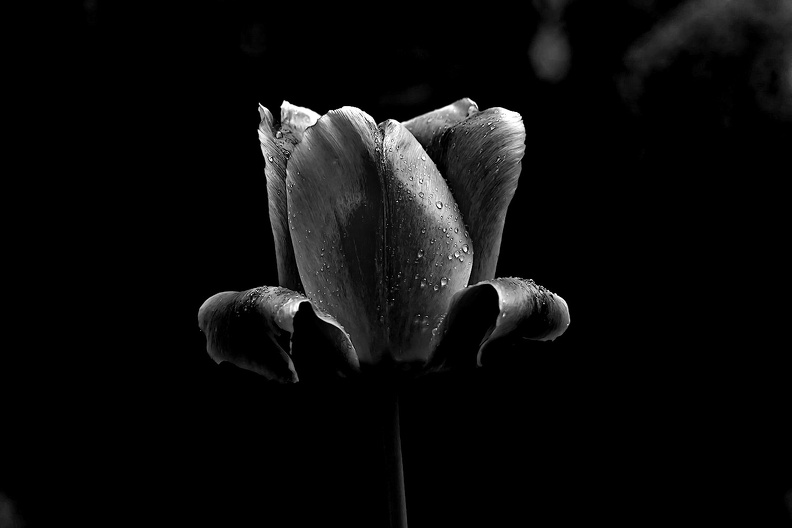 la.tulipe.2016.02_as_bw.jpg