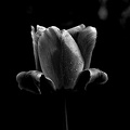 la.tulipe.2016.02_as_bw.jpg