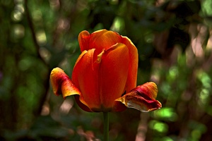 la.tulipe.2016.03 as