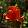 la.tulipe.2016.03 as