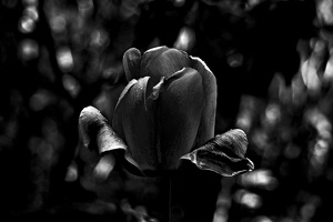 la.tulipe.2016.03 as bw