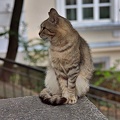 cat.2016.01_as.jpg
