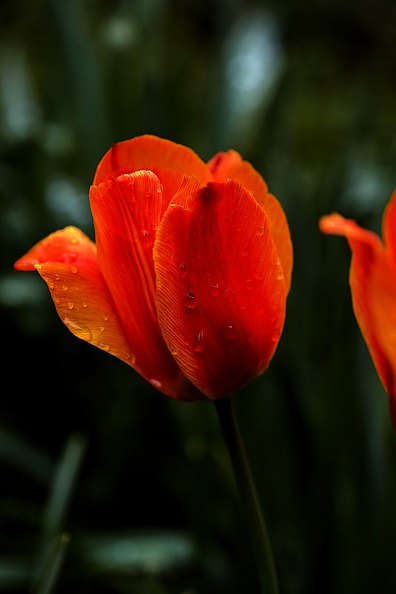 la tulipe 2021.03_as.jpg