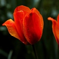 la tulipe 2021.03 as