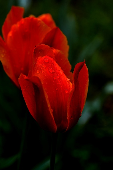 la tulipe 2021.04_as.jpg