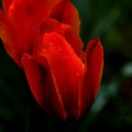 la tulipe 2021.04 as