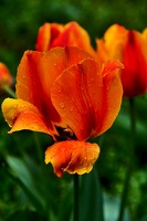 la tulipe 2021.05 as