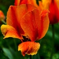 la tulipe 2021.05 as