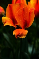 la tulipe 2021.06 as