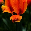 la tulipe 2021.06_as.jpg