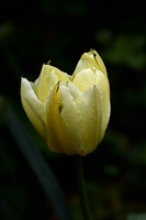 la tulipe 2021.08 as