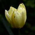la tulipe 2021.08 as
