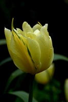 la tulipe 2021.09 as