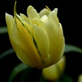 la tulipe 2021.09_as.jpg