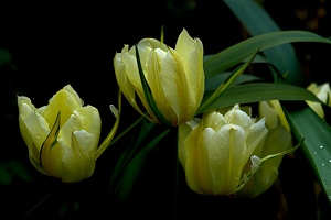 la tulipe 2021.11 as