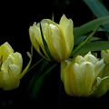 la tulipe 2021.11_as.jpg