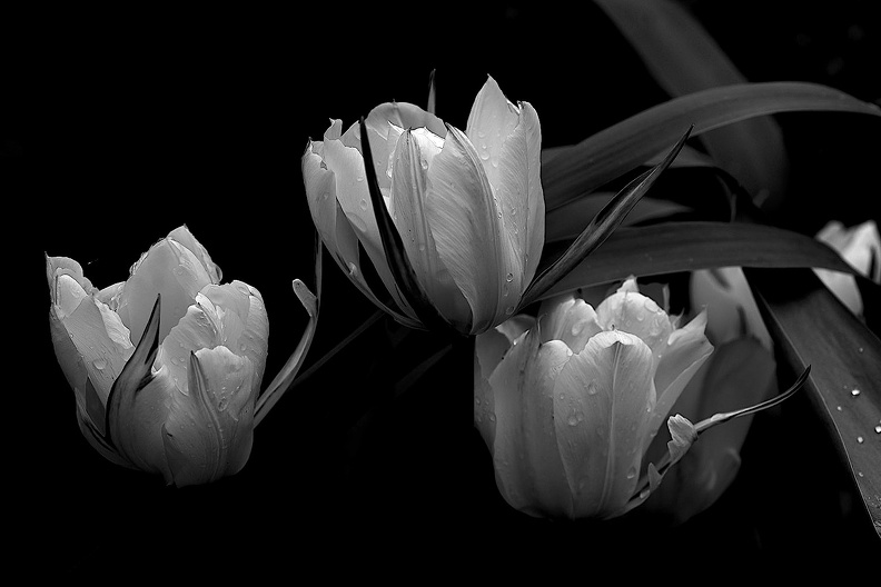 la tulipe 2021.11_as_bw.jpg