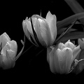 la tulipe 2021.11 as bw