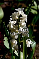 hyacinthus 2021.01 as