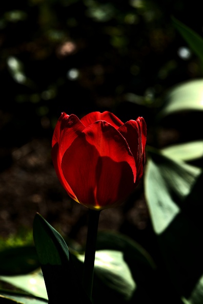 la tulipe 2021.12_as.jpg