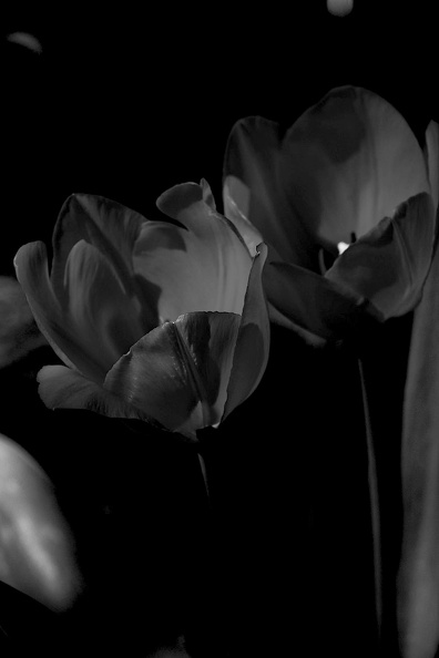 la tulipe 2021.13_as_bw.jpg