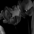 la tulipe 2021.13_as_bw.jpg