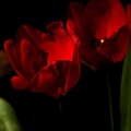 la tulipe 2021.13_as.jpg