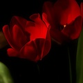 la tulipe 2021.13_as_dream.jpg