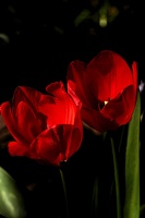 la tulipe 2021.14 as