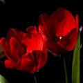 la tulipe 2021.14_as.jpg