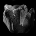 la tulipe 2021.16 as bw