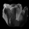la tulipe 2021.16 as dream bw