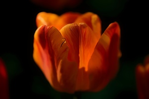la tulipe 2021.16 as dream