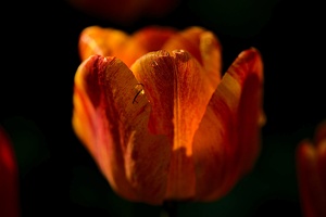 la tulipe 2021.16 as