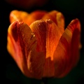 la tulipe 2021.16 as
