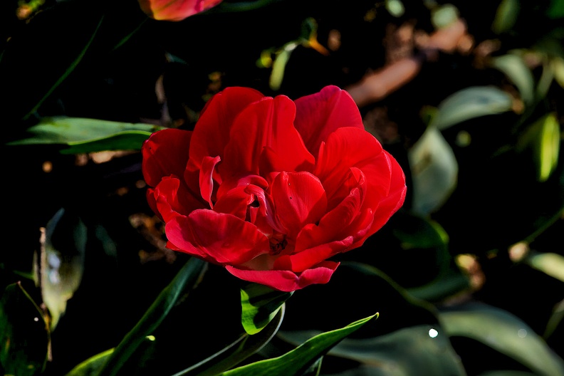 la tulipe 2021.20_as.jpg