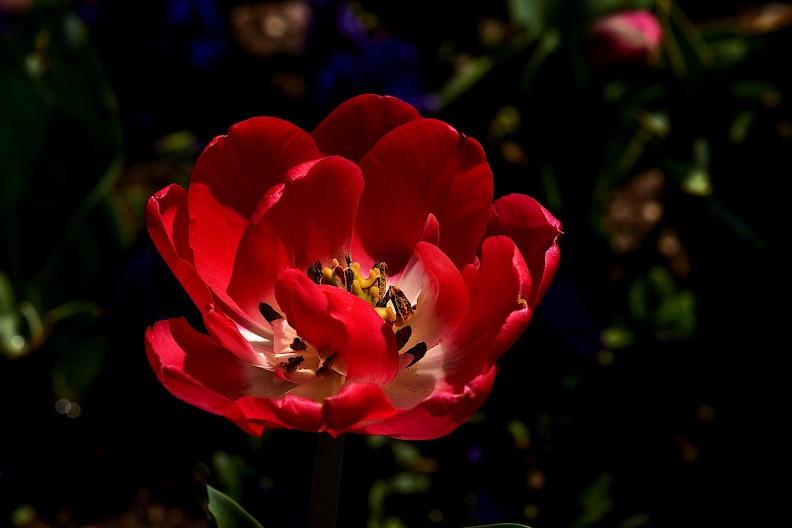 la tulipe 2021.21_as.jpg
