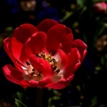 la tulipe 2021.21_as.jpg