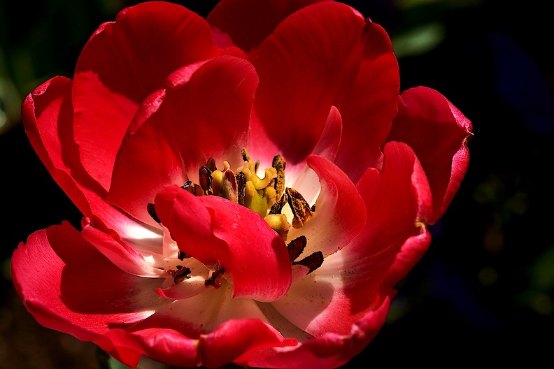 la tulipe 2021.22_as.jpg