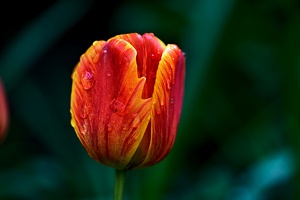 la tulipe 2021.27 as