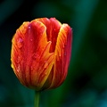 la tulipe 2021.27_as.jpg