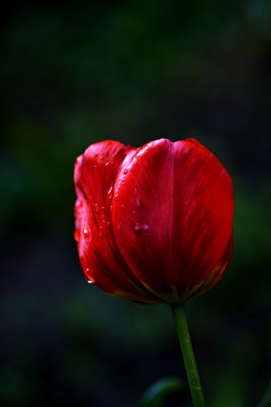 la tulipe 2021.28_as.jpg