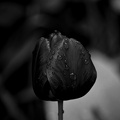 la tulipe 2021.29 as bw