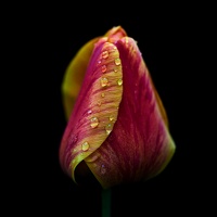 la tulipe 2021.30 as