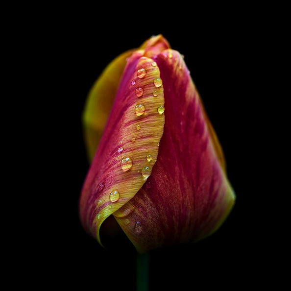 la tulipe 2021.30_as.jpg