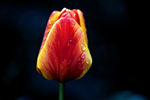 la tulipe 2021.31 as