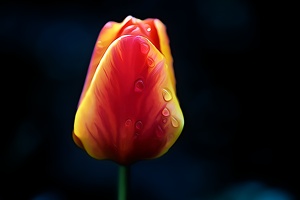 la tulipe 2021.31 as dream