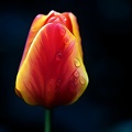 la tulipe 2021.31 as dream