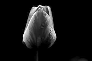 la tulipe 2021.31 as dream bw